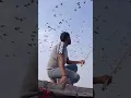 Download Lagu 1500 kabootar zabardast udhan. #short #delhipigeonlover #kabootar #viral @sahilkhanvlog