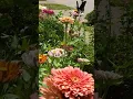 Download Lagu Sounds from a Blue and Orange Butterfly's Wings on State Fair Zinnias in a Louisiana Garden