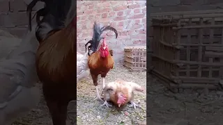 ما شاء الله ديك يرفض التكسير علي جدته ديك تقي The Rooster Refuses To Mate With His Grandmother 