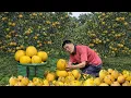 Lagu Massive Pomelo Harvest - Goes to Market sell, Making Traditional Pickled Cabbage | Solo Rural Life
