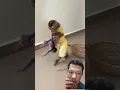 Download Lagu Monyet dan dua bayi # #monkey #babymonkey #animals #cute #hewan #lucu #shorts #hiburan #shortvideo