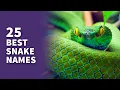 25 BEST Snake Names Awesome Serpent Ideas