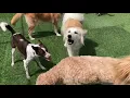 Jagger s Doggie daycare Safety Features Cleaning Protocols benefit each Dog