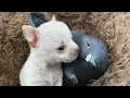 Download Lagu Pigeon loses ability to fly. He adapts by becoming one of the dogs.