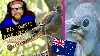 Download American Reacts to The Lyrebird - Mimics Anything - Australia MP3