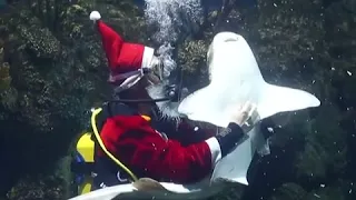 فیلم کوتاهی از بابانوئل در زیر آب در ایتالیا 