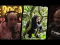 React To MONKEYS AND CHIMPS RIPPING OFF SCALPS