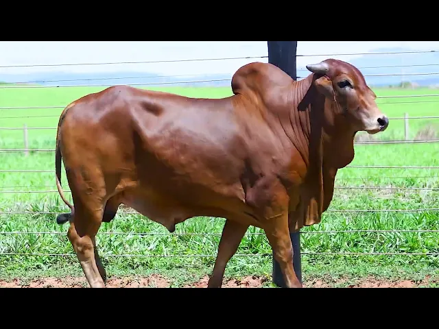 Touro Sindi MIGC - 56