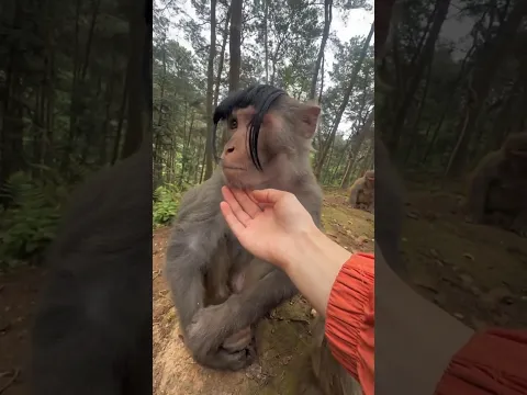Monkey Bro’s Future Plan… Bald? Just Wear a Wig! 🤣🐒🔥 More Vir