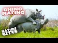 Rhino Mating Struggle A Challenging Encounter Nature Bites