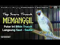 Download Lagu TRUCUKAN GACOR MEMANGGIL || pancingan, masteran terbaik untuk trucuk dan burung lainya