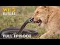 World s Deadliest Snakes FULL EPISODE A Brutal Fight for Survival Animal documentary