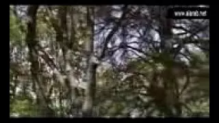 أنا السلطانة حفصة   حريم السلطان دندنها