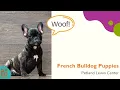 French Bulldog Pet-U-Cation