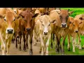 Download Lagu Rombongan sapi di jalan suara sapi bunyi manggil kawanan
