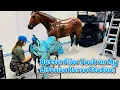 Butterflies Tack on My Lifesize Horse Statue