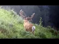 Cool Droptine Buck -