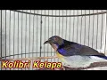 Download Lagu Kolibri kelapa | wiceh | manggar | pancingan / masteran kolibri kelapa gacor