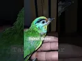 Download Lagu burung Gacor, Takur Bukit