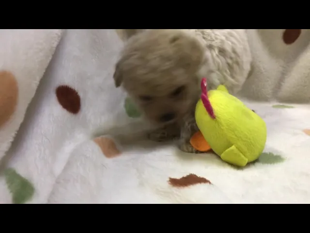 動画