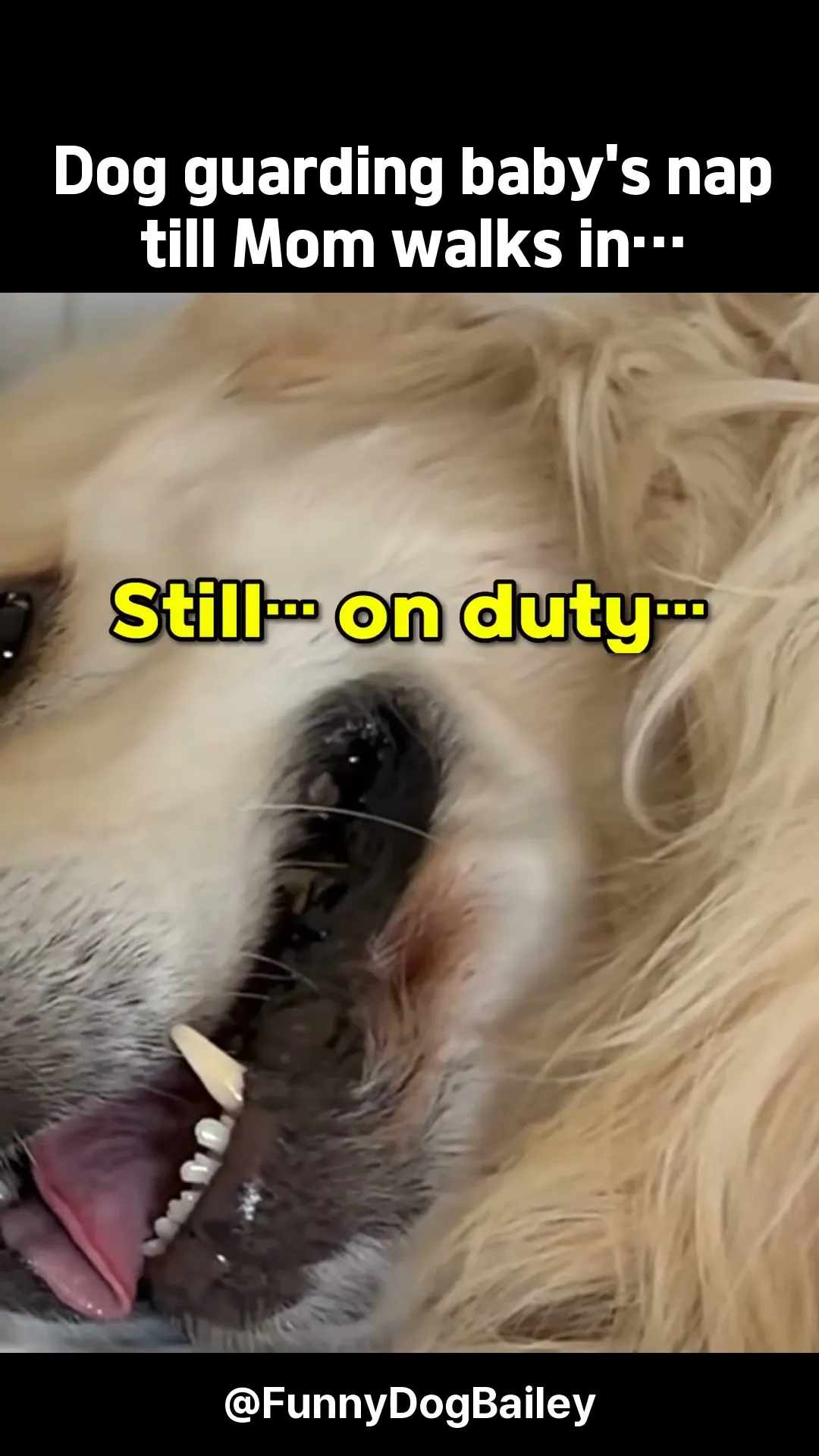 Dog guarding baby's nap till Mom walks in… #shorts