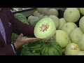 Tip Of The Day Honey Dew Melons