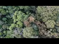 forest closeup no scroll