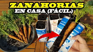 CIENTOS de ZANAHORIAS en CASA (sin JARDÍN) con BOTES de LECHE USADOS  - Alucina con la Cosecha