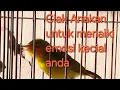 Download Lagu Ciak Ciak anakan kecial kuning cepat di respon