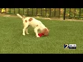 Petland accused of selling sick puppy from breeder with ties to puppy mill