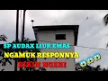 Sp audax liur emas ngamuk || respon bikin ngeri || suara panggil andi sufar tim walet bombana