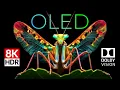 World of Insects OLED Demo R 8K Ultra Dolby Vision 60fps