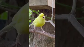 Canary Bird Song Canary Bird Singing 