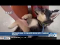 UPDATE City of Mankato restarting dog impound with hope of reuniting animals and owners