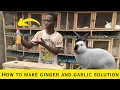 How to prepare ginger and garlic solution for your rabbit