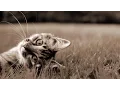 Download Lagu 風になる - つじあやの（フル）