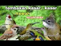 Download Lagu masteran cucak ijo isian full tembakan kasar - suara jernih