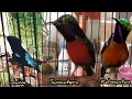 Download Lagu Perbedaan Konin Lokal Jawa,Konin Sumatera, Konin Kalimantan//di saat Meraka Berbunyi..