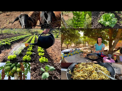 Download MP3 Tirei a manhã fresquinha pra cuidar da horta, do jardim e ainda fiz um delicioso almoço