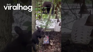 Mama Bear Sleeps While Her Cubs Play || ViralHog