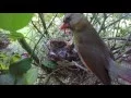 4K of Mother Cardinal Feeding Her Babies