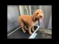 SandyPawsDogSpa is live grooming Maple the Goldendoodle