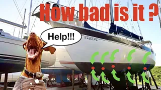 Sailing With Osmosis Ep1 (Season 2)