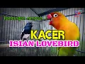 Download Lagu KACER isian Lovebird utuh