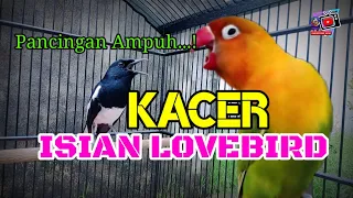 Download KACER isian Lovebird utuh MP3