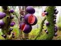 Download Lagu AMAZING! Harvesting Giant Purple Grapefruits on Ancient Trees 🌳 | The World’s Most Unique Fruit