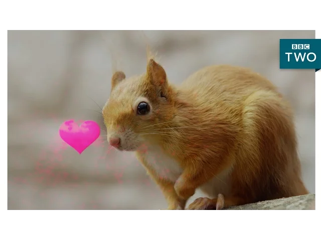 Squirrels in love - Wild Tales from the Village - BBC Two