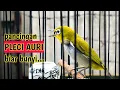 Download Lagu Suara burung pleci auriventer Ngeriwik untuk pancingan pleci auri bahan biar bunyi