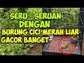 Download Lagu BURUNG CICI MERAH LIAR GACOR