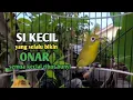 Lagu SI KECIL SELALU BIKIN ONAR || JADI KAN SEMUA KECIAL KUNING RIBUT BUNYI|| ‎⁨@zgkicaulombok6363⁩  